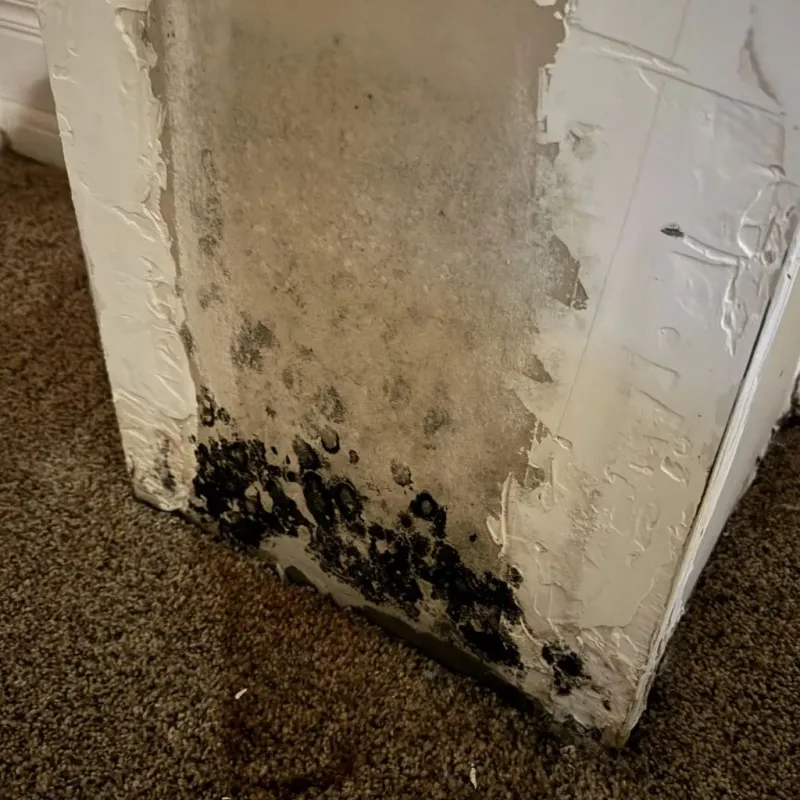 Professional Mold Removal in White County, GA